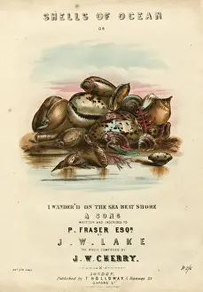 Wander Prints: Music cover, Shells of Ocean
