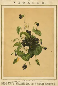 Music cover, Violets, a Cavatina