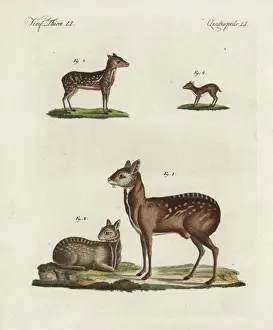 Bilderbuchfurkinder Prints: Musk deer and antelope