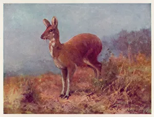 Deer Collection: Musk Deer / Swan / 1909