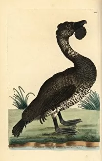 Naturalist Gallery: Musk duck, Biziura lobata