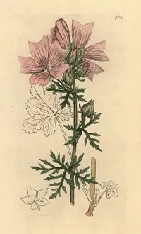 Moschata Prints: Musk mallow, Malva moschata