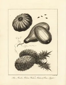 Ananas Gallery: Musk melon, watermelon and pineapple