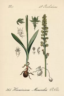 Musk Collection: Musk orchid, Herminium monorchis