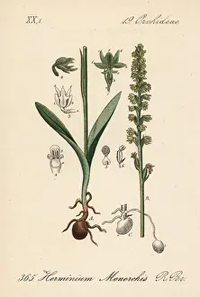 Musk orchid, Herminium monorchis