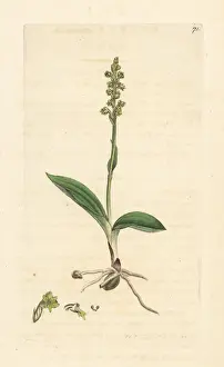 Musk orchid, Herminium monorchis