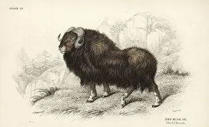 Musk Collection: Musk ox or muskox, Ovibos moschatus