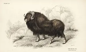 Musk ox or muskox, Ovibos moschatus