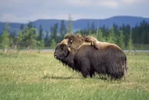Musk Collection: Musk Ox - old male grazing - June
