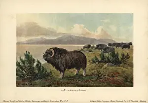 Musk Prints: Musk ox, Ovibos moschatus, Moschusochsen