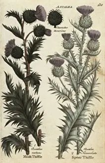 Joshuahamilton Prints: Musk thistle, Carduus nutans, and spear thistle