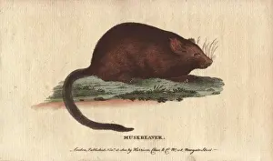 Muskrat Prints: Muskbeaver or muskrat, Castor zibethicus