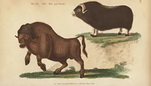 Kearsley Prints: Muskox, Ovibos moschatus
