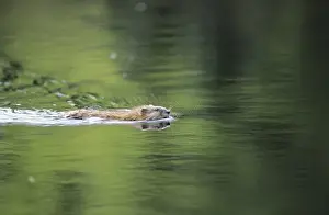 Rodent Prints: MUSKRAT - swimming in lake (an old river bed) near