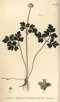 Lectures Prints: Muskroot, Adoxa moschatellina