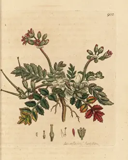Storks Prints: Musky storks bill, Erodium moschatum
