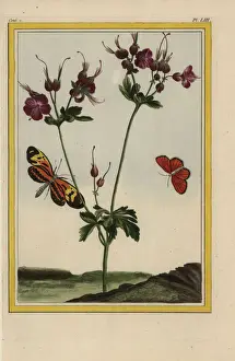 Musky storksbill, Erodium moschatum