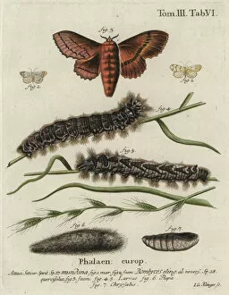 Eugenius Collection: Muslin footman and oak eggar moths