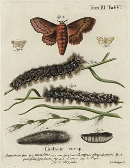 Esper Collection: Muslin footman and oak eggar moths