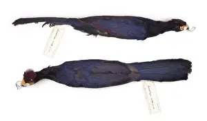 Musophaga Prints: Musophaga rossae, Rosss turaco, female