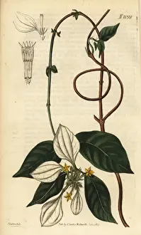 Mussaenda pubescens
