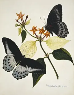 Cockburn Prints: Mussaenda speciosa
