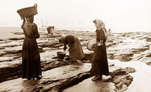 Gathering Collection: Mussel Gatherers Victorian period