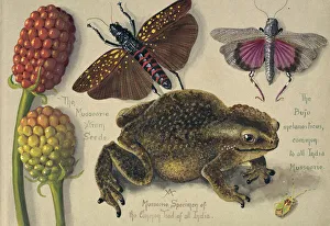 Amphibia Collection: A Mussoorie Specimen of the common Toad of all India