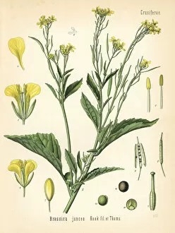 Adolph Gallery: Mustard greens or kai choi, Brassica juncea