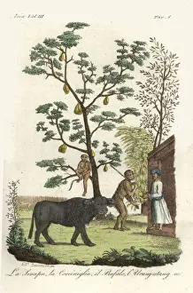 Mustard plant with cochineal beetles, water