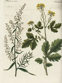Alba Gallery: Mustard and tarragon