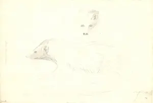 Arctoidea Prints: Mustela