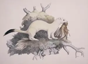 Mustela erminea, ermine