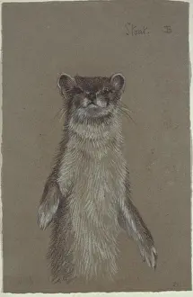 Mustela erminea, ermine