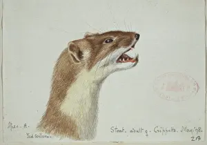 Mustela erminea, ermine
