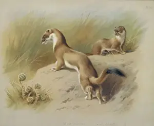 Mustela erminea, ermine