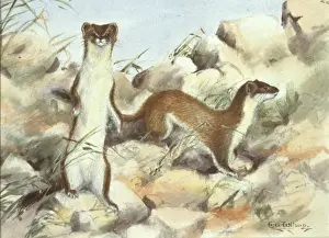 Mustela erminea, ermine