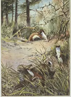 Mustela erminea, ermine and Oryctolagus cuniculus, European