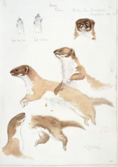 Carnivora Collection: Mustela nivalis, least weasel