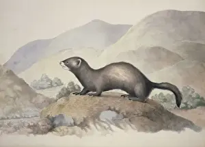 Arctoidea Prints: Mustela putorius, European polecat