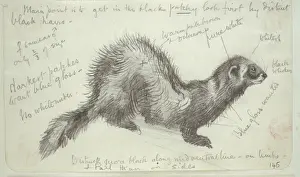 Mustela putorius, European polecat