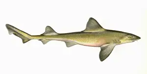 Hound Prints: Mustelus asterias, or Starry smooth-hound