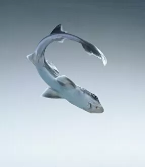 Elasmobranch Collection: Mustelus canis, smooth dogfish