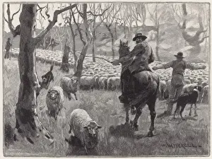 Mustering Sheep, Austral