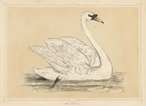 MUTE SWAN