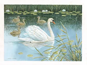 Parry Prints: Mute Swan and cygnets
