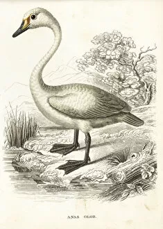Anas Collection: Mute swan, Cygnus olor