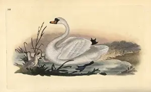 Mute swan, Cygnus olor, with chicks