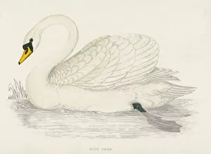Swan Collection: Mute Swan (Morris)