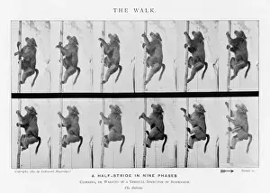 Muybridge - Baboon